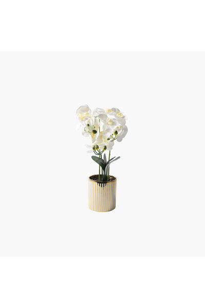JASMIN CONCEPTS Saksılı Orkide Beyaz 52cm