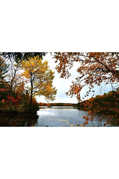 ve Tablou Canvas, Toamna, Copac galben, 80 x 50 cm, Rama lemn, Multicolor