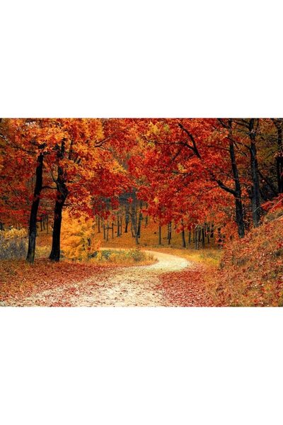 ve Tablou Canvas, Padure toamna, 80 x 50 cm, Rama lemn, Multicolor