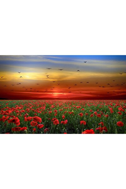 ve Tablou Canvas, Apus de soare, Camp de maci, Pasari, 80 x 50 cm, Multicolor