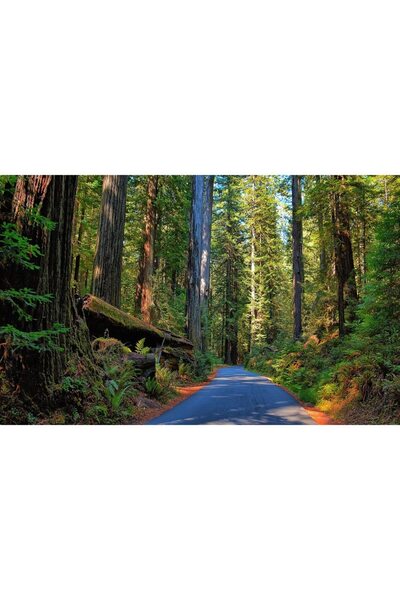 ve Tablou Canvas,The road, 80 x 50 cm, Rama lemn, Multicolor