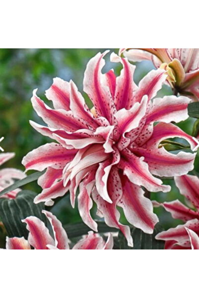 Genel Markalar 4 Adet Kokulu Katlı Lilyum (zambak) Çiçek Soğanı