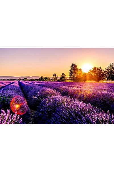 ve Tablou Canvas,Camp de flori mov, Raze de soare, 90 x 60 cm, Rama lemn, Mul...