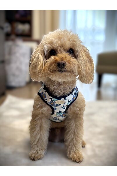 WoofTailor Köpek Göğüs Tasması