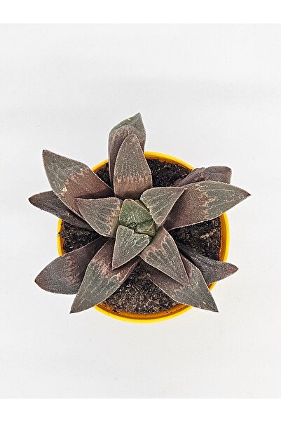 Haworthia Collection No:6 Retusa Hybrid İthal Koleksiyonluk Tür Sukulent 5.5cm Saksılı