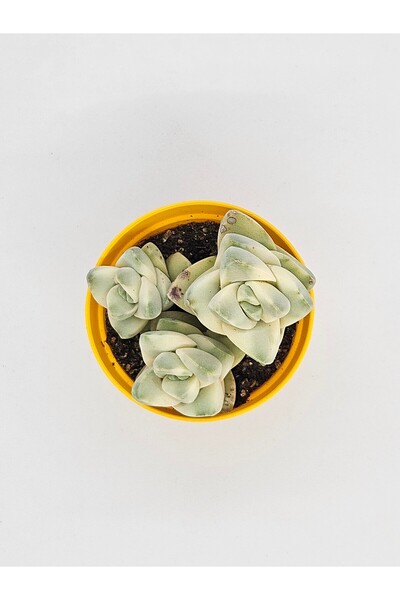 DOĞA BAHÇESİ Crassula Moonglow Cluster Variegata Uzak Doğu İthal Koleksiyonlu...