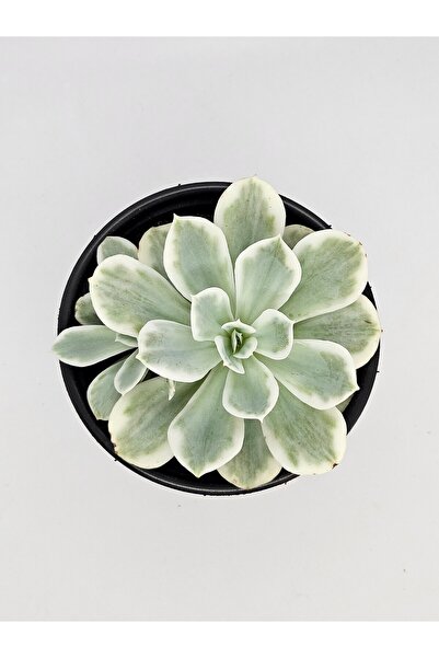 DOĞA BAHÇESİ Echeveria Lemon Rose Variegata Uzak Doğu İthal Koleksiyonluk Tür...