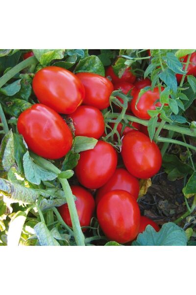 Alya tarım Domates Fidesi Sofralık, Salçalık Ve Kurutmalık 10 Adet