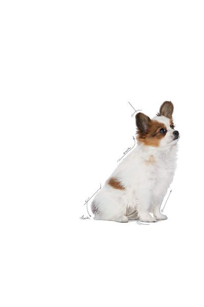 Royal Canin ®   X-Small Puppy Puppy Food 1.5 kg