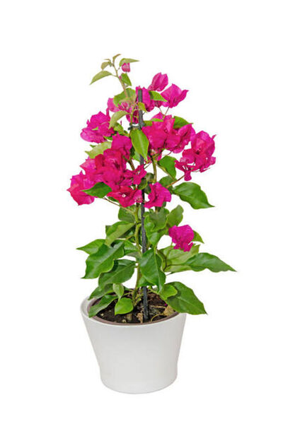 Flora Vadi Pembe Renkli 1 Adet Çiçekli Bodur Begonvil Çiçeği BOUGAİNVİLLEA