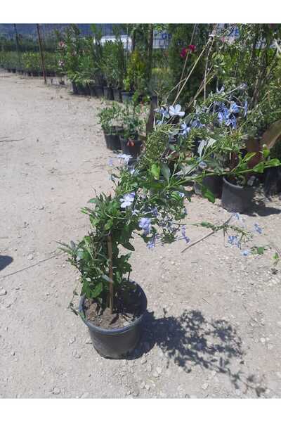 Çiçek Barınağı Mavi Yasemin Fidanı 1 Adet Saksılı 40-60 cm