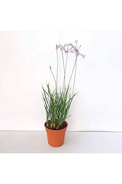 The Best Online Thebestonline Tulbaghia violacea Sarımsak Çiçeği, Saksıda