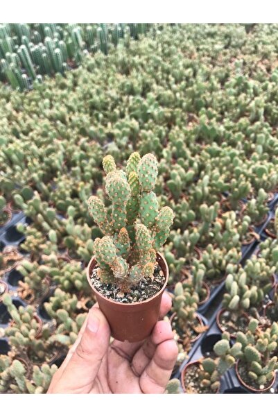 EGZOTİKBAHÇE Opuntia Microdasys Rufida Minor - Kaynana Dikeni - 5.5 Cm Saksıda