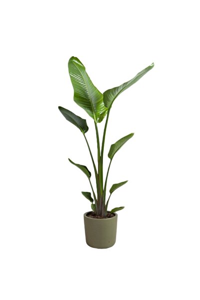 GoldLotus Strelitzia Starliçe 90-110 Cm Ve Özel Kutulu Güvenli Gönderim