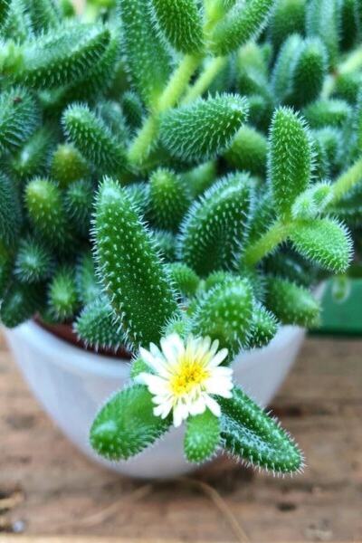 EGZOTİKBAHÇE Delosperma Echinatum Succulent Sarı Çiçek Açan Tüylü Sukulent
