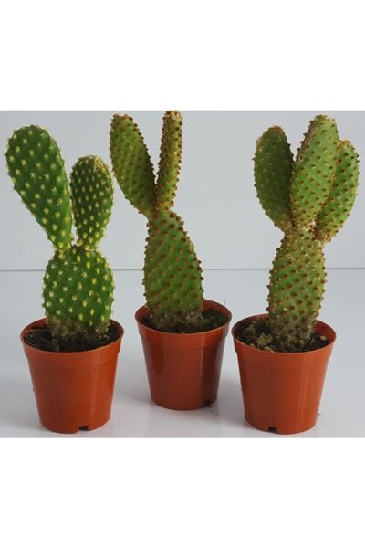 Aysima Çiçekevi Opuntia Kaktüs Tavşan Kulağı Kaynana Dili Saksısında Mini Kaktüs