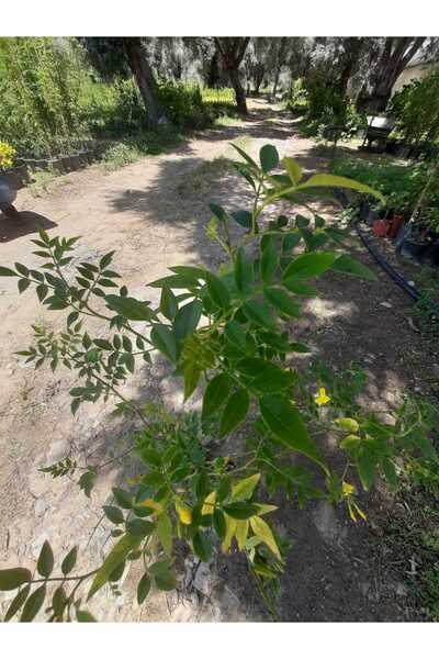 Genel Markalar Sarı Yasemin – Canlı Saksılı Tırmanıcı Çiçekli Bitki 60-80cm (...