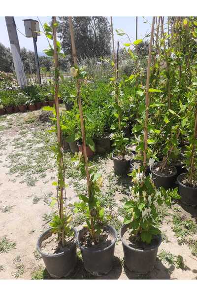 Florin Garden Hanımeli Sarmaşık – Canlı Saksıda Çiçekli Tırmanıcı Bitki 80-100cm (Mis Kokulu / Bahçeye Uygun)