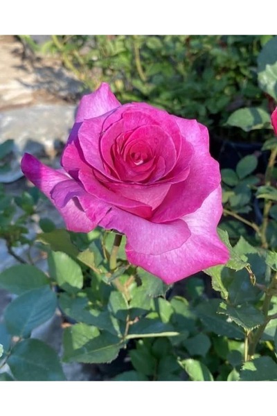 Florin Garden Yediveren Pembe Gül – Canlı Saksıda Gül Fidesi 40-60cm (Yaz Boy...