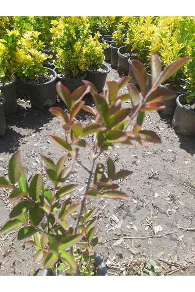 Genel Markalar Kırmızı Oya Fidanı – Canlı Saksılı Çiçekli Ağaç Fidesi 60-80cm (Bahçe İçin / Yaz Boyu Çiçekli)