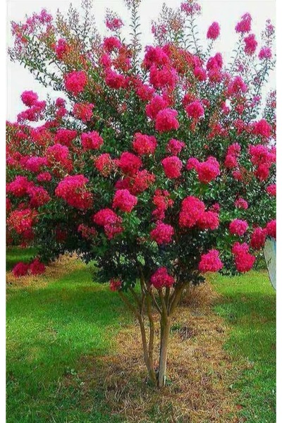 Genel Markalar Kırmızı Oya Fidanı – Canlı Saksılı Çiçekli Ağaç Fidesi 60-80cm (Bahçe İçin / Yaz Boyu Çiçekli)