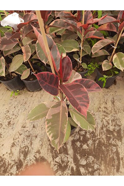 Genel Markalar Kırmızı Kauçuk Bitkisi – Canlı Saksıda Bordo Yapraklı Salon Bi...