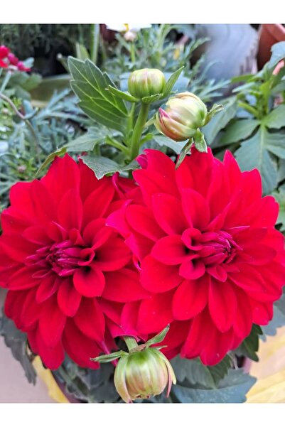 Florin Garden Pembe Dalya Çiçeği – Canlı Saksılı Katmerli Çiçekli Bitki (Bahç...