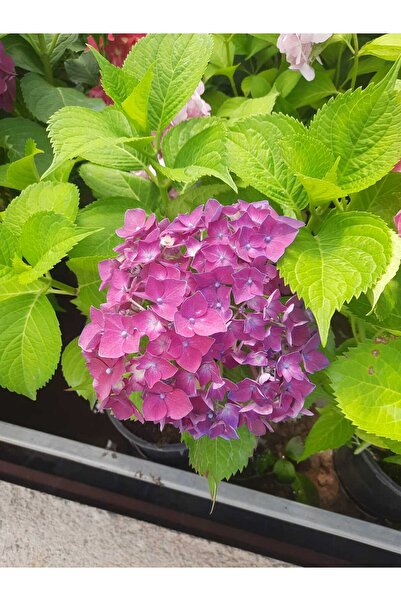 Florin Garden Ortanca Çiçeği – Canlı Saksılı Büyük Çiçek Başlı Bitki 30-40cm ...