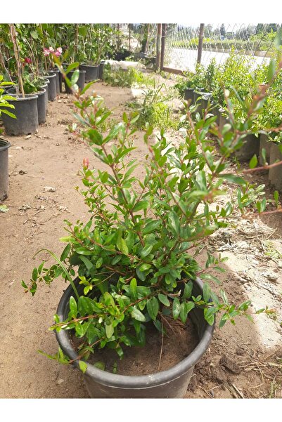 Genel Markalar Süs Narı – Canlı Saksıda Minyatür Nar Ağacı 30-40cm (Çiçekli v...