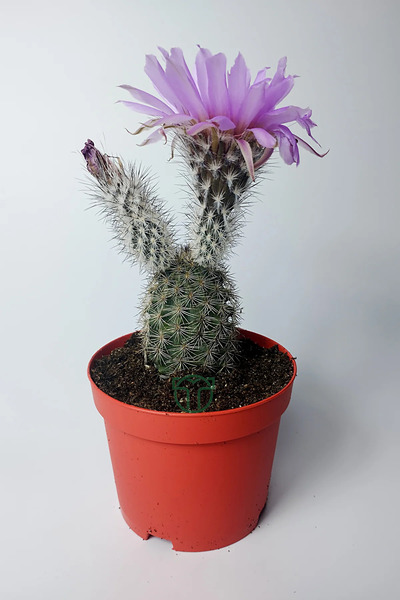Toptan Kaktüs Echinocereus Pectinatus dekoratif ve dayanıklı kaktüs çicekli
