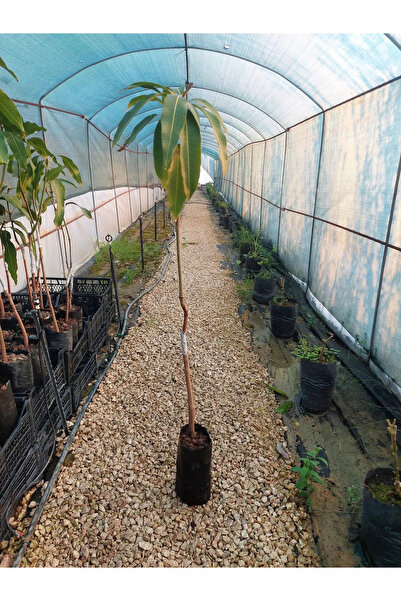 cox shine Mersin Naomi Mango Fidanı 4 Yaş 90 Cm