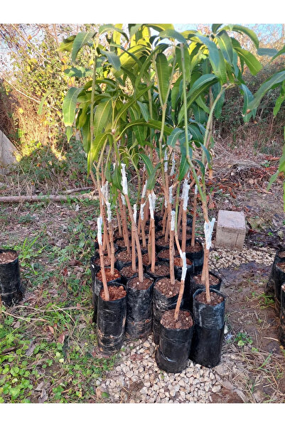 cox shine Mersin Naomi Mango Fidanı 4 Yaş 90 Cm