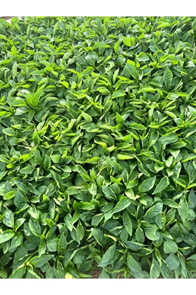 Genel Markalar Tatlı Kıl Biber Fidesi – İnce Uzun, Yüksek Verimli, Saksı ve Bahçeye Uygun Tüp Torba 5 Adet