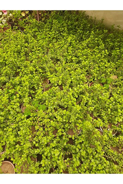 Çiçek Barınağı Para Çiçeği – Canlı Saksılı Crassula Ovata 15-30cm (Şans Getir...