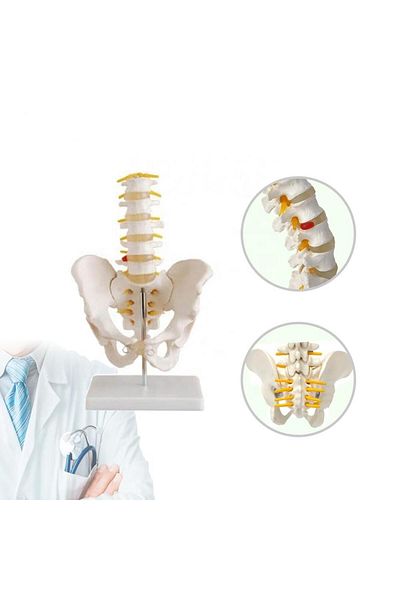 MAXİ Spine Pelvis Model 25