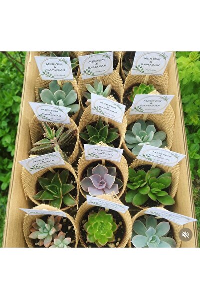 SUKULENTİSTANBUL Nikah Şekeri- 50 Adet Sukulent Hediyelik