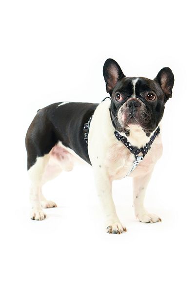 Famous Frenchie Ham pentru caini, ajustabil, Famous Frenchie, Black Hearts, marime universala