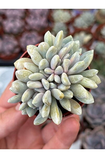SukuLand Echeveria Clavifolia cristat özel tür sukulent 5,5cm saksıda