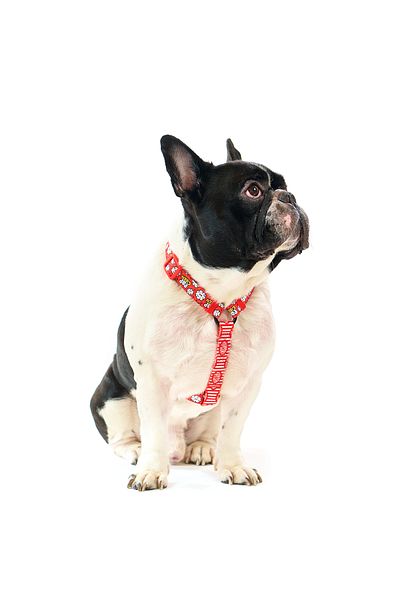 Famous Frenchie Ham pentru caini, ajustabil, Famous Frenchie, Popcorn Fever, marime universala