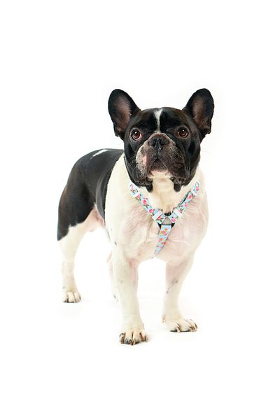 Famous Frenchie Ham pentru caini, ajustabil, Famous Frenchie, Roses are Pink, marime universala