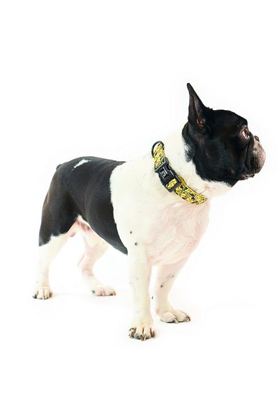 Famous Frenchie Dog collar, Famous Frenchie, Yellow Duck Mafia