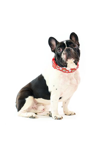 Famous Frenchie Zgarda pentru caini, Famous Frenchie, Popcorn Fever