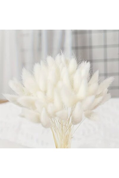 HOBİ Pamuk Otu Lagurus Demet 50-60 Dal Arası Tavşan Kuyruğu Kurutulmuş Çiçek Vazo Süsü 20-30 cm Arası