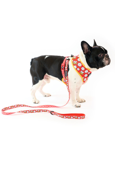 Famous Frenchie Dog leash, Famous Frenchie, Popcorn Fever, 150 cm