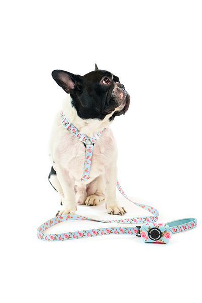 Famous Frenchie Set 3 piese, ham ajustabil, lesa, accesoriu pungi pentru catei, Roses are Pink