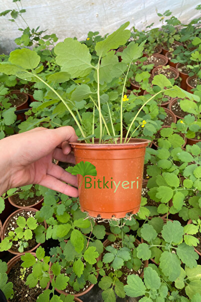 ULUDAĞ HERBAL Kırlangıç - Saksıda Kırlangıç Otu-temre Otu-göz Otu