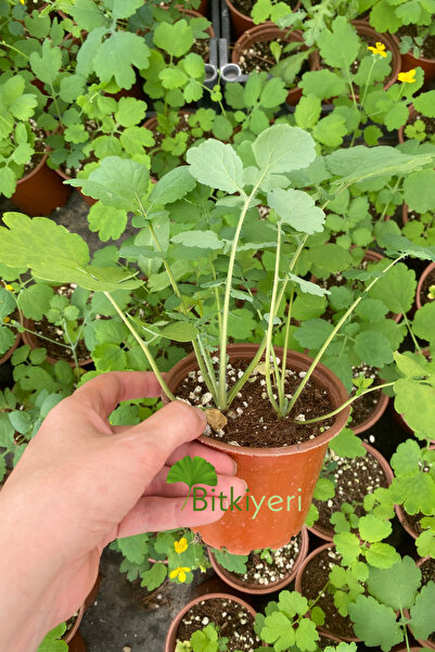 ULUDAĞ HERBAL Kırlangıç - Saksıda Kırlangıç Otu-temre Otu-göz Otu