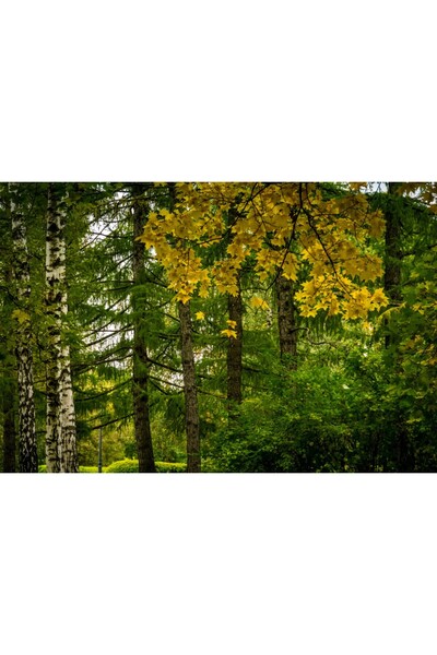 media Tablou canvas Padure14, 105 x 70 cm