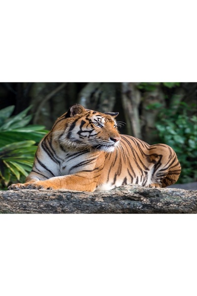 media Tablou canvas Animal9, 75 x 50 cm