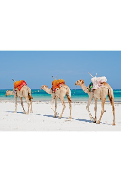 media Tablou canvas Animal35, 45 x 30 cm